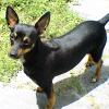 Manchester Terrier (Toy)