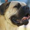 Mastiff