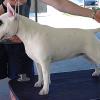 Miniature Bull Terrier