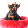 Miniature Pinscher