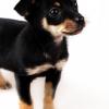 Miniature Pinscher