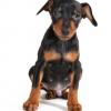 Miniature Pinscher