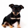 Miniature Pinscher