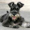 Miniature Schnauzer