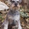 Miniature Schnauzer