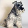 Miniature Schnauzer