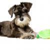 Miniature Schnauzer