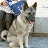 Norwegian Elkhound