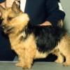 Norwich Terrier