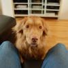 Nova Scotia Duck Tolling Retriever