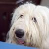 Old English Sheepdog