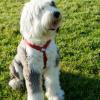 Old English Sheepdog