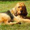 Otterhound