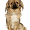 Pekingese