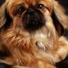 Pekingese