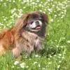 Pekingese