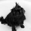 Pekingese