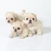 Pekingese