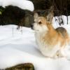 Pembroke Welsh Corgi