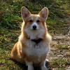 Pembroke Welsh Corgi