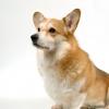 Pembroke Welsh Corgi