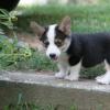 Pembroke Welsh Corgi