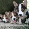 Pembroke Welsh Corgi