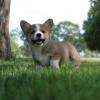 Pembroke Welsh Corgi