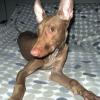 Pharaoh Hound