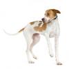 Pointer