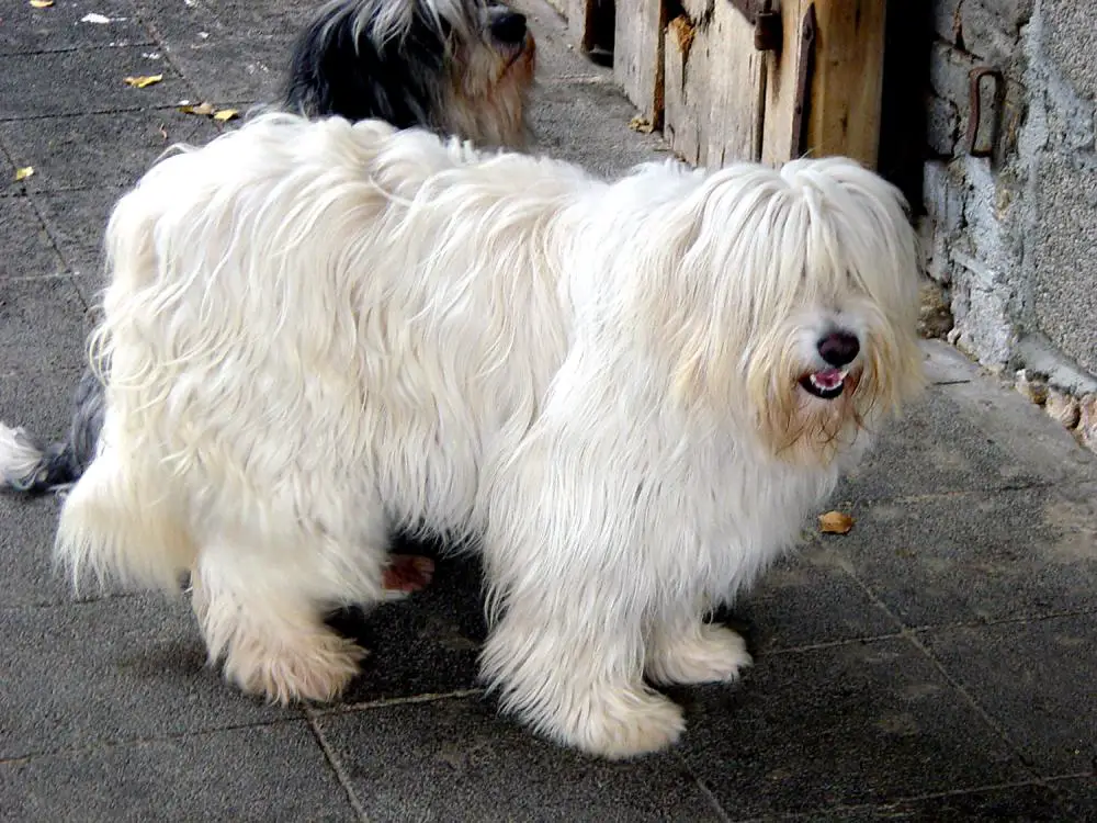 Polish Lowland Sheepdog