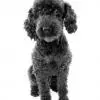 Poodle (Miniature)