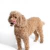 Poodle (Miniature)