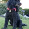 Poodle (Miniature)