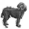 Poodle (Miniature)