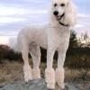 Poodle (Standard)