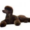 Poodle (Standard)