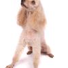 Poodle (Standard)