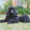 Poodle (Standard)