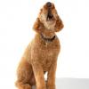 Poodle (Standard)