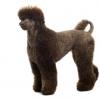 Poodle (Standard)
