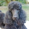 Poodle (Standard)
