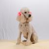 Poodle (Standard)