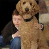 Poodle (Standard)