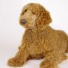 Poodle (Standard)