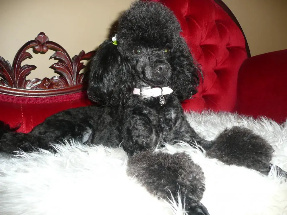 Milly