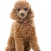 Poodle (Toy)