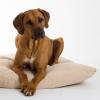 Rhodesian Ridgeback