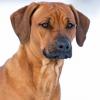 Rhodesian Ridgeback