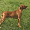 Rhodesian Ridgeback